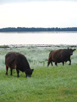 Halshuisene + Enebaerodde Beach (Denemarken)